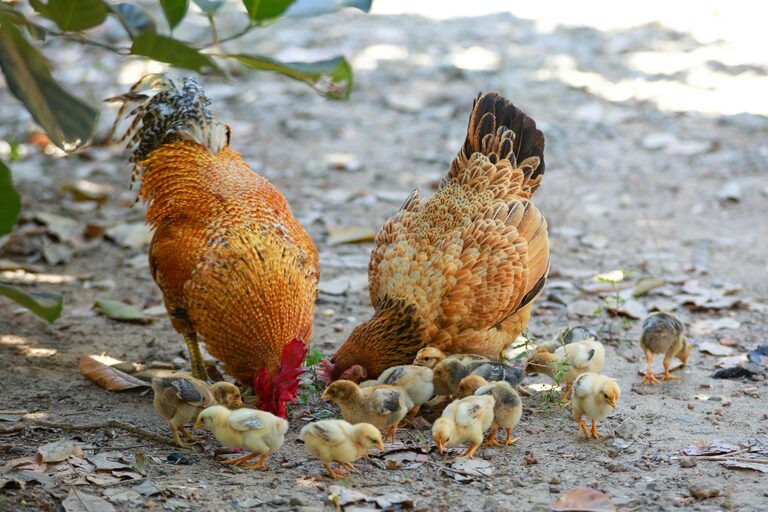Beginner Tips for Backyard Birdwatching: A Simple Guide to Enjoying Nature